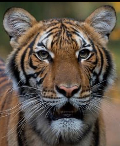 Nadia, a 4-year-old female Malayan tiger at the  @BronxZoo, has tested positive for  #COVID19, according to  @TheWCS.