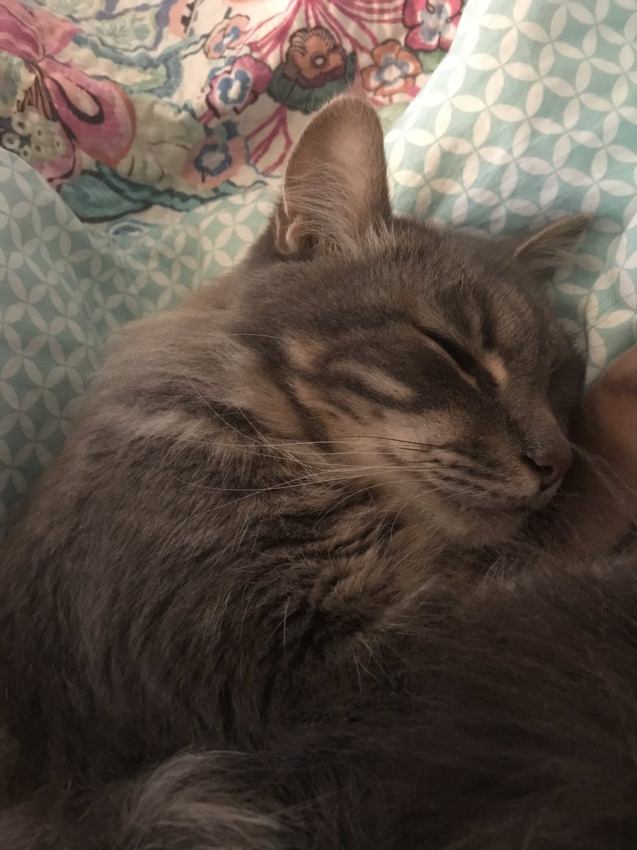 spohlman_nova's tweet photo. My #coworker appears to be exhibiting signs of Mondayitis #PetsOfUON #catsonlockdown #AusUniPetWars https://t.co/1aN71gB1ol