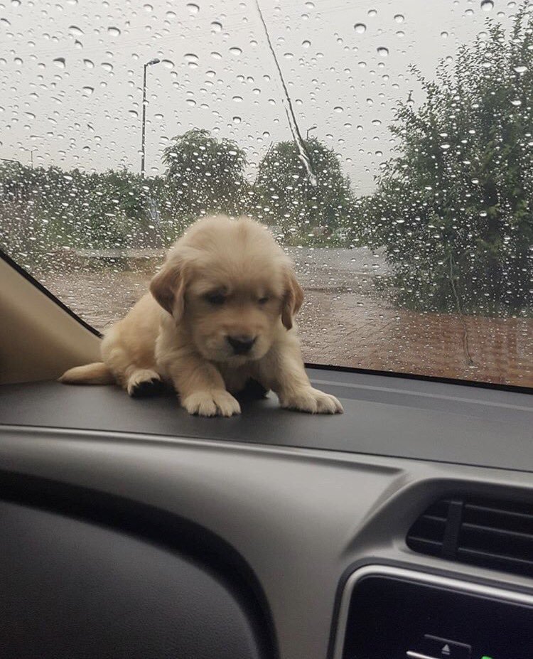bilgibilgi_1's tweet photo. Aracınızla bir hayvana çarptıysanız, onu en yakın veterinere götürdüğünüzde tüm masraflarını trafik sigortası karşılamaktadır.
Duyuralım. https://t.co/T1hYrm1eol