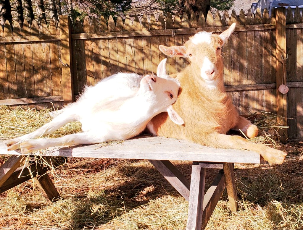 Hey Thatcher, do you see me? Hey..hey... look at me 😁 #annoying #goats #DoYouSeeMe? #Siblings