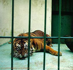 SaveBigCats tweet media