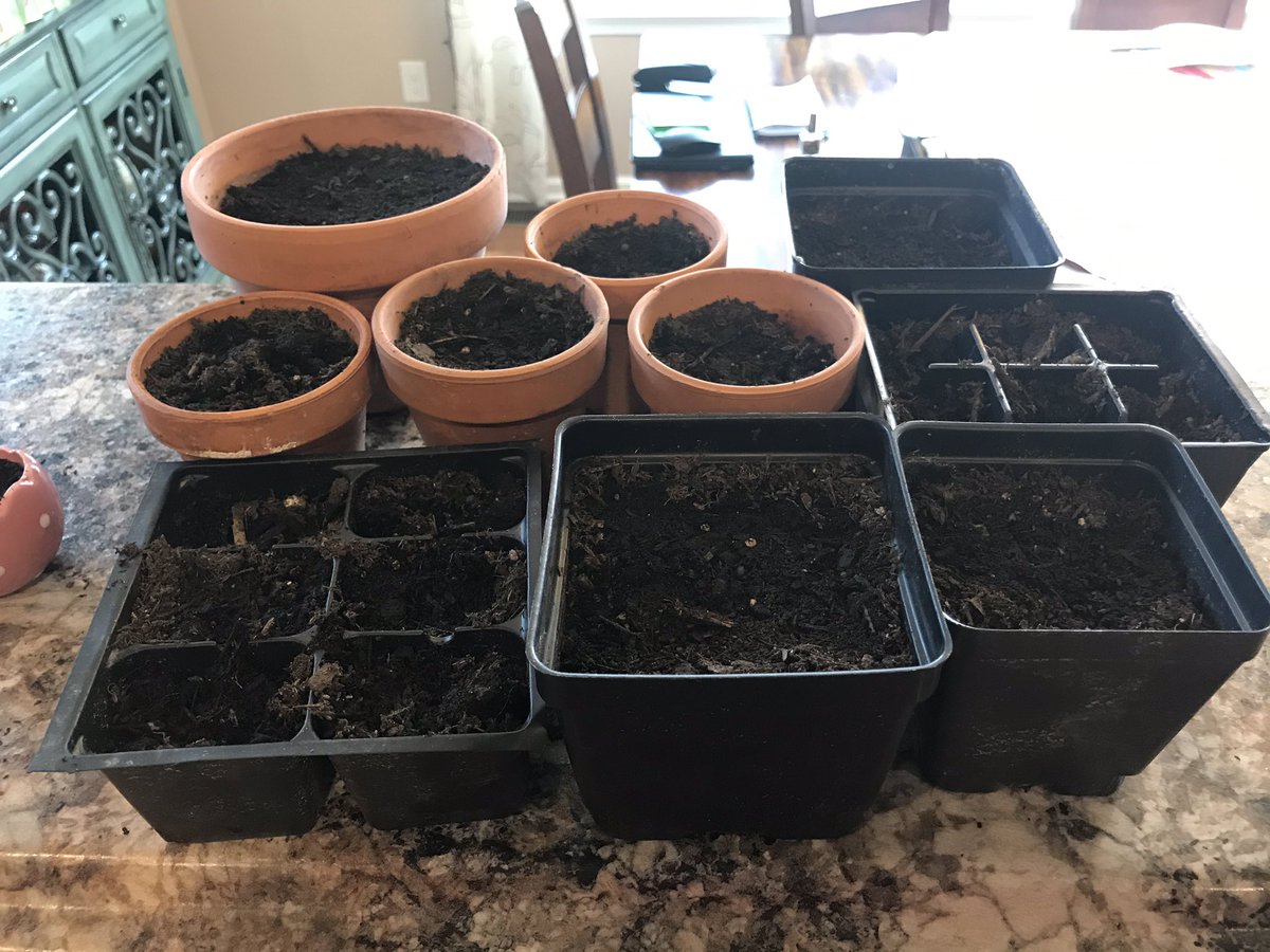 GCSDDRichardson's tweet photo. Sharing things to do with kids:  Seed planting!  Kids can examine their progress each week, adjust variables like water and sunlight to see what happens and eventually transplant them to the garden later this Spring!  @GreeceCentral @GMooreATMS @JaniceGarritano @EdelMaederSTEAM https://t.co/ZNmugoHuzS