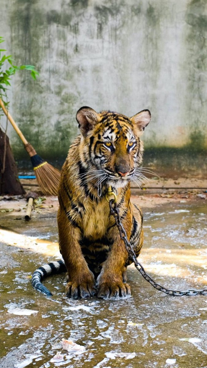 SaveBigCats tweet media
