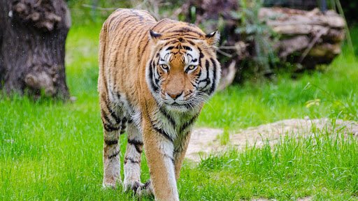 SaveBigCats tweet media