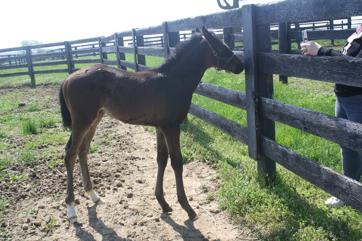 LlcEuclid's tweet photo. I had a chance to go to the farm in Paris this morning and see our first homebred.  Colt by Sahara Sky out of Elusive Mist by Elusive Quality.  He is 4 weeks today @ConsidineFarm @Jblairracing @OracleBloodstck https://t.co/5slH5JOvx3