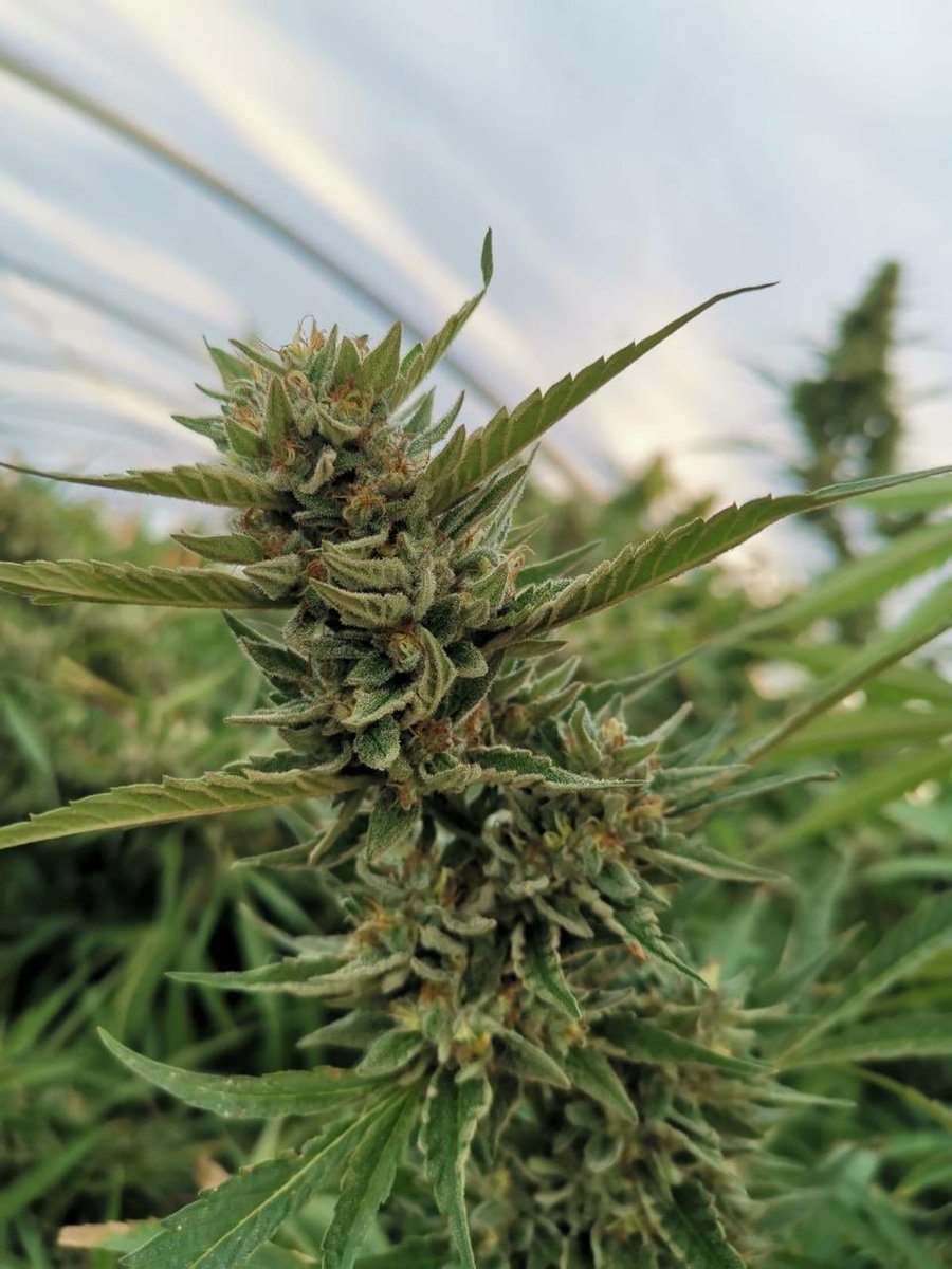 Rkiemseeds's tweet photo. Negra44, Sublimator from URUGUAY 🖤🇺🇾🖤 https://t.co/KLn9EF7rRR