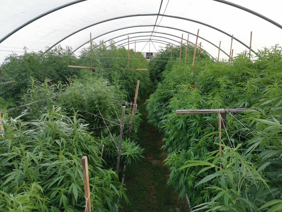 Rkiemseeds's tweet photo. Negra44, Sublimator from URUGUAY 🖤🇺🇾🖤 https://t.co/KLn9EF7rRR