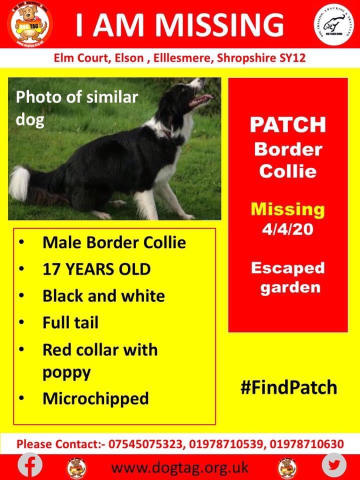 molliepug2's tweet photo. 🆘🆘 ‼️‼️Urgent shares needed please‼️‼️

#FindPatch 

Patch is 17 years old and needs to be found urgently. Missing after escaping from garden, Elm Court, Elson, Ellesmere, Shropshire, SY12. 

Let’s get this fella home x https://t.co/bACmFHVbZa