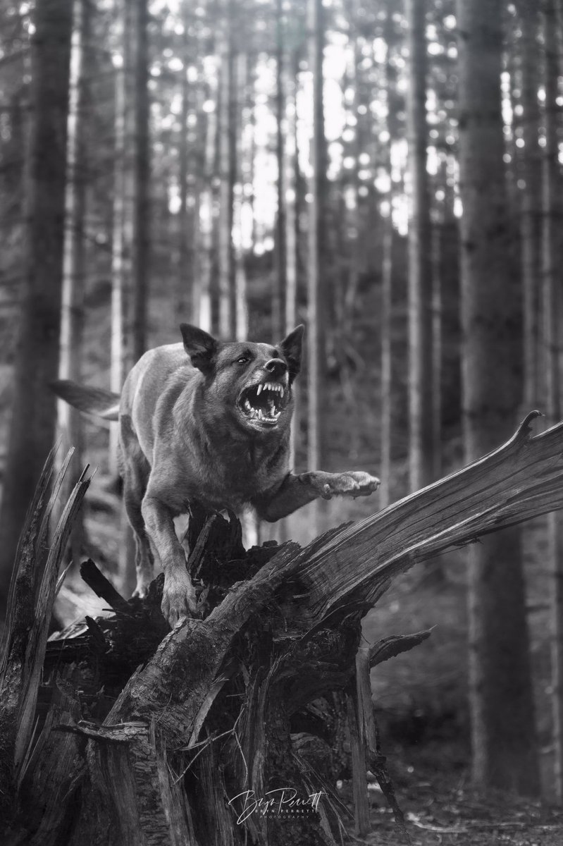 Probably my favourite dog shot yet! <a href="/CanonUKandIE/">Canon UK and Ireland</a> 6D + 50mm f1.8 stm you’ll be happy to know the dog is actually a complete cutie pie, soft as... #malinois #dogsoftwitter #dogphotography #dog #dogs #blackandwhitephotography #canonphotography #Norway #Covid_19 #StayTheFHome