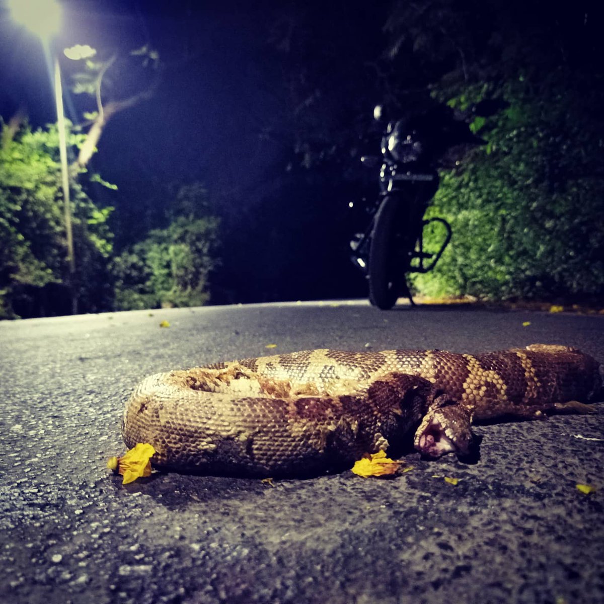 kaushal143all's tweet photo. https://t.co/GyJ6Usfuw6
#LockDown #Mumbai the Roadkill has no HALT. #CommonSandBoa Non venomous snake once again has been a victim of #SilentRoad #AareyMilkColony #NoMercy #Careless #ChangeNeeded
@ranjeetnature @adil_gazdar @RajeshVS87 @RAWW_TWEETS @SARRP_India @MahaForest https://t.co/VAt6RKsewZ