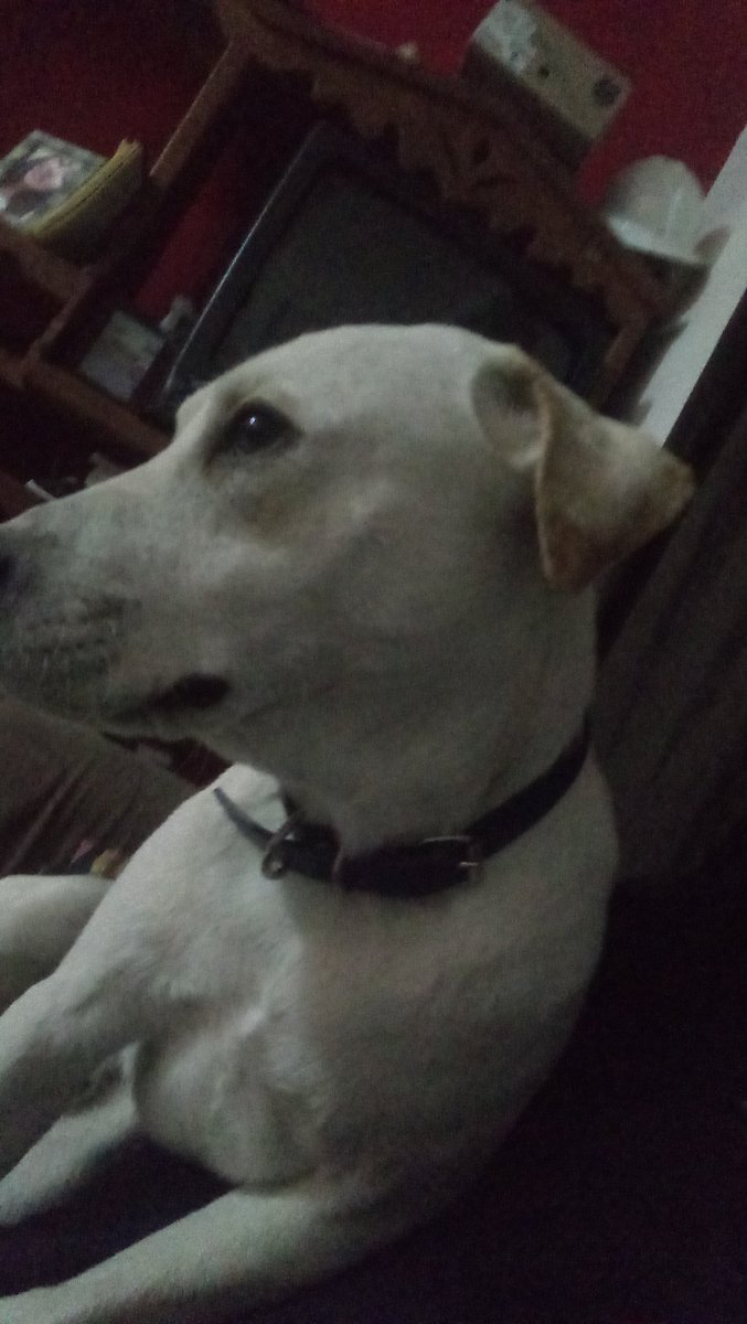 Itzel_daam's tweet photo. Te voy a extrañar mucho Palomito, te amo donde quiera que estes, siempre vas a ser el flaquito bebe de este corazón ❤ https://t.co/WcCBtbrxcz