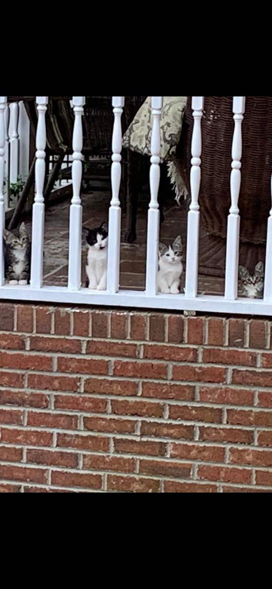 MeowMoeDotCom's tweet photo. Eight-week-old kittens...and I didnโt #Pose them, I #Promise. ๐
#Cats #Cat #Kittens #Kitten #Kitty #Pets #Pet #Meow #Moe #CuteCats #CuteCat #CuteKittens #CuteKitten #MeowMoe
#Didnt #Eightweekold #Kittensand
https://t.co/QvMzVOr5In
. https://t.co/LZBIFbmXzc