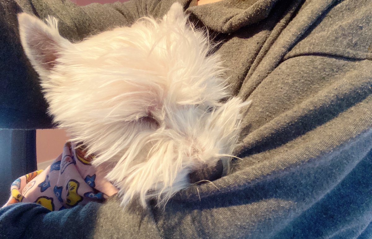 GentledogC's tweet photo. #SinceIveBeenQuarantined Hug hug as much as I want🤗🤗🤗😏😏😏
#dogsoftwitter #cute https://t.co/QjzlUCvteI