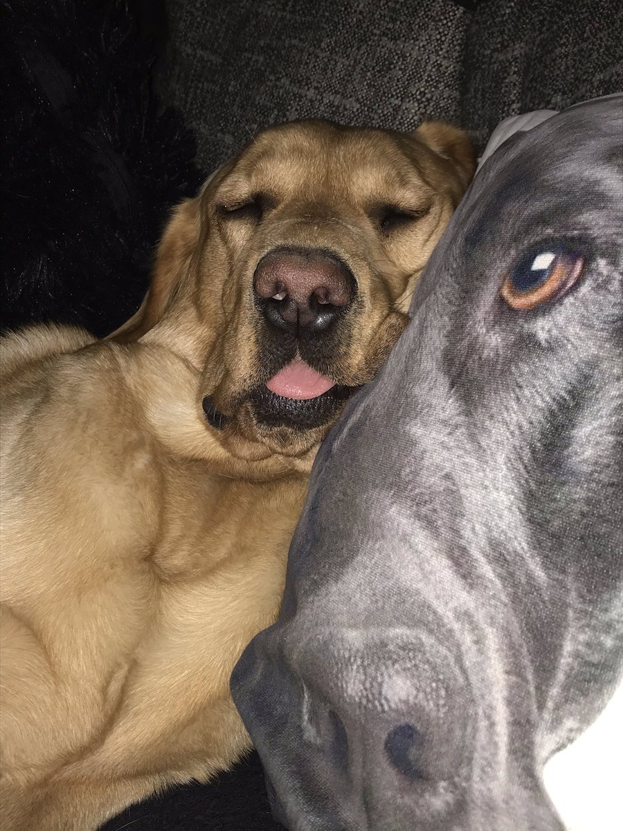 arlothelabrador's tweet photo. #pooped #CatchingUpDuringSelfIsolation #letsleepingdogslie #snoozeypuppy #tongueout https://t.co/NL2XgZWauB