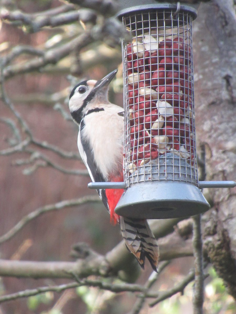 EClareH22's tweet photo. @Natures_Voice @SonyUK Here is a favourite visitor to our peanut feeder - always lovely to see such a colourful bird #BeakWatch https://t.co/ehp2VAswcX