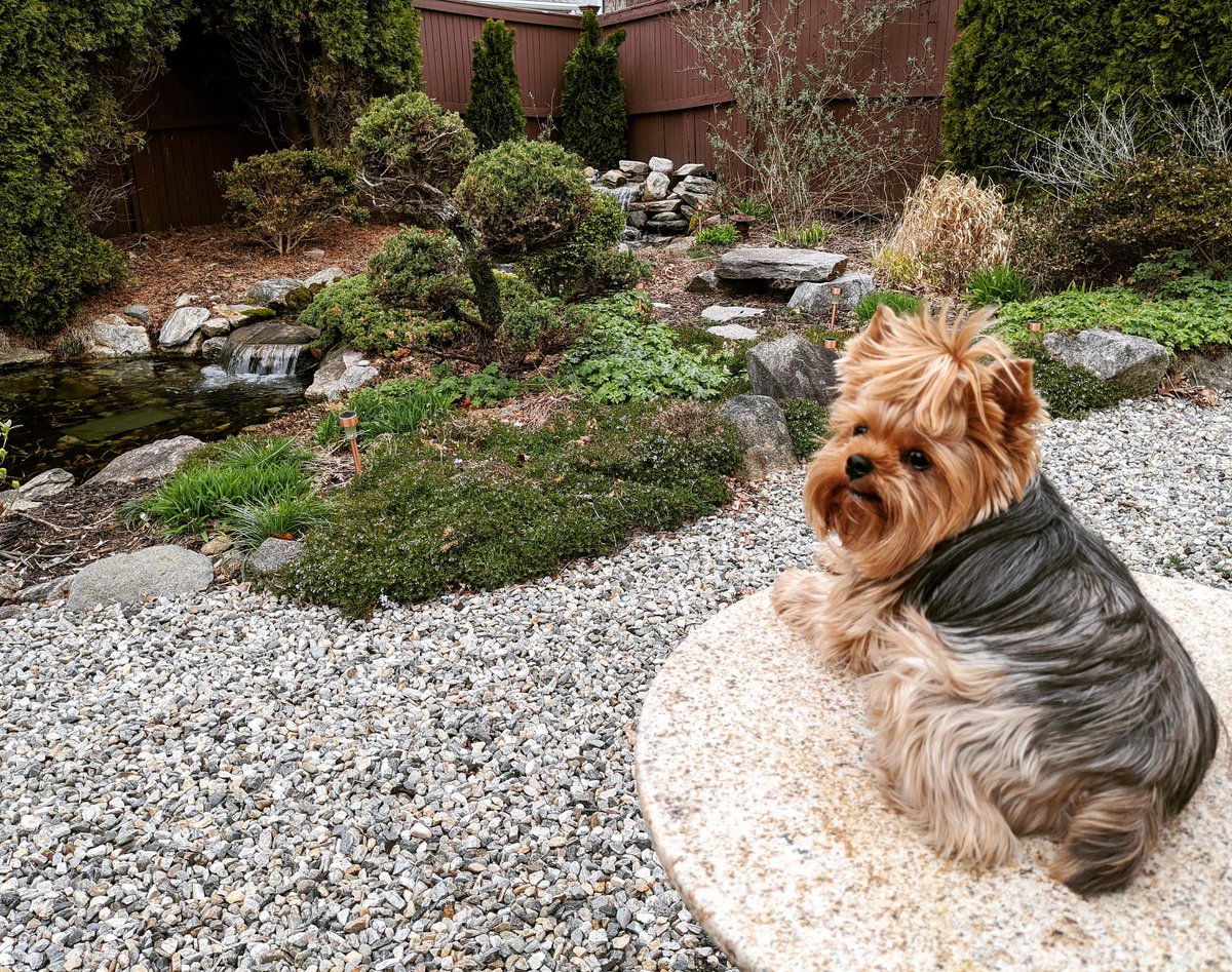 EChatsworth's tweet photo. Boo guards the back yard bistro table! 😍

Connecticut lockdown day 19 

#yorkshireterrier #yorkie #StayHomeStaySafe #stayhome #quarantine #Connecticut #authorbuddy #authorlife https://t.co/B1dgKmn5lI