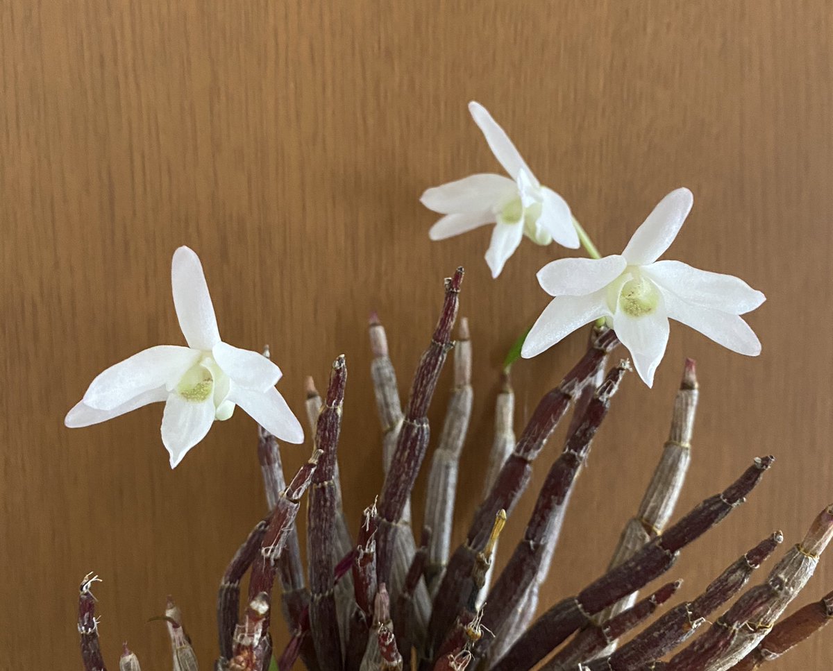 🍜🍥ぶらいとん😋 tweet media