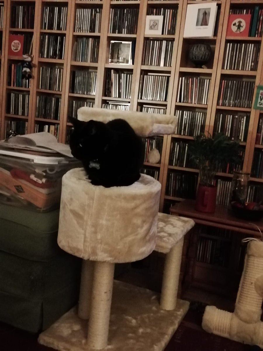 Bo_the_Panfur's tweet photo. X Stitcher Hoomin gawt meh a new tree it's cool I can attack Mamma when she is able to come and visit meh. #StayHomeSaveLives https://t.co/WRWwtZQ2Rz