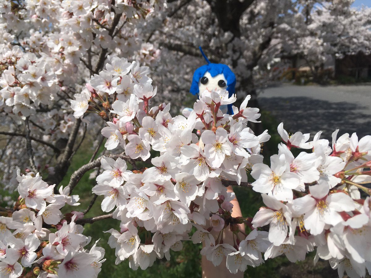 HanataPlush's tweet photo. うなぴも桜で隠れんぼ https://t.co/FNuJWloayU