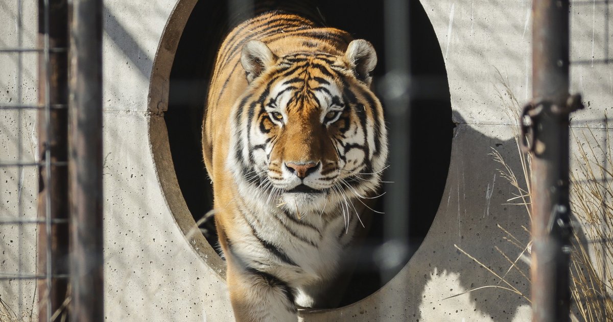 MediasetTgcom24's tweet photo. Coronavirus, tigre positiva allo zoo del Bronx di New York: prima al mondo  #coronavirus https://t.co/1RgFFEhzs7 https://t.co/yGpyXgiHke