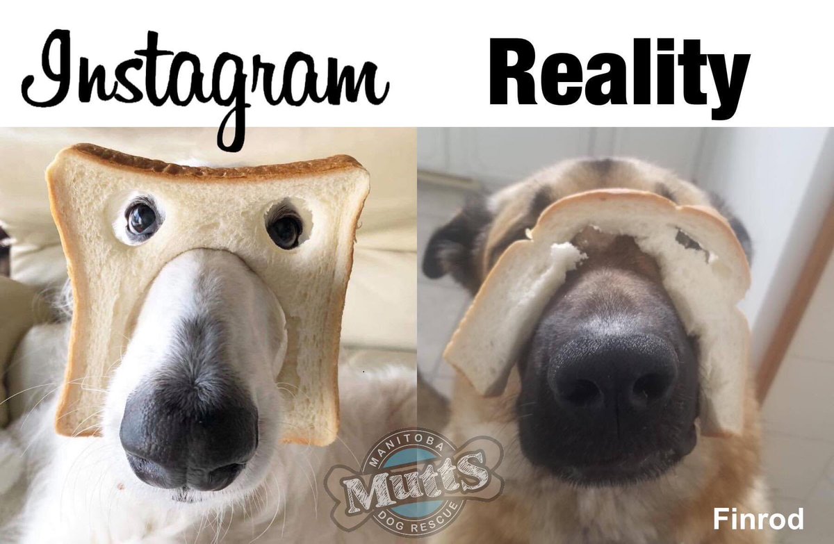 ManitobaMutts's tweet image. Finrod (adopted) was trying to pass the time...

#instagramvsreality
#COVID19Muttrelief
#adorable
#Mutttherapy
#spreadcheernotviruses
#besafe
#adorable
#donationssavelives

Click here for ways to donate:
manitobamutts.org/how-to-help/do…