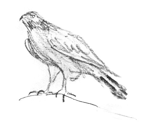 ARTHURS ANIMAL DRAWINGS RANKING ACCORDING TO ME: #10Look at the intensity of the eye! The quick dark lines for his hooks! This hawk is on the LOOKOUT and Arthur shows that perfectly.