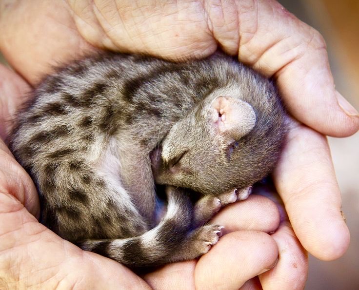 Here we pause for a cute baby civet