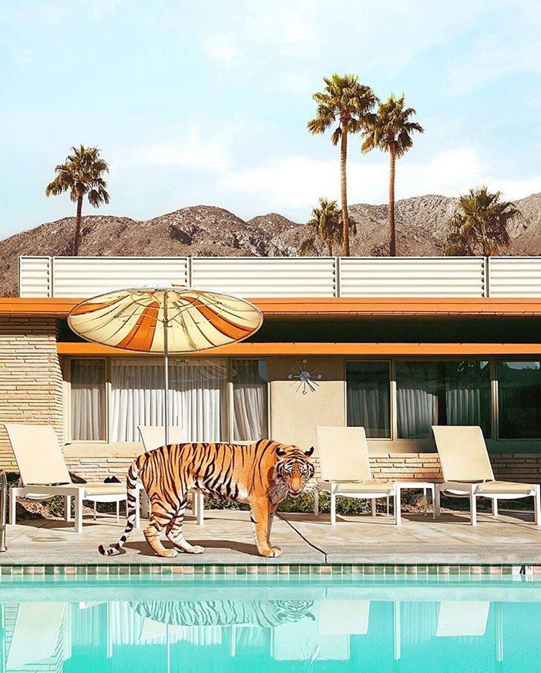 Hey all you cool cats + kittens 🐅 Did you know #HerbertBurns designed the <a href="/orbitinhotel/">Orbit In Hotel</a> in 1957? It was also photographer #JuliusShulman's preferred place to stay in #PalmSprings!

📷: Paul Fuentes (no tigers were harmed in the making of this photo)