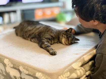 猫の抜け毛 猫の抜け毛