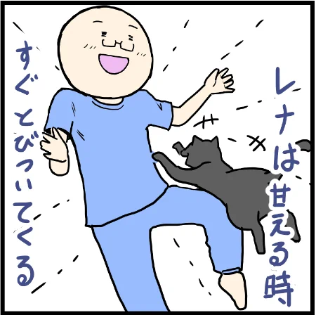 レナちゃんの甘え方はいつだってぶつかり稽古なのです?(^^;)#猫のいる生活 