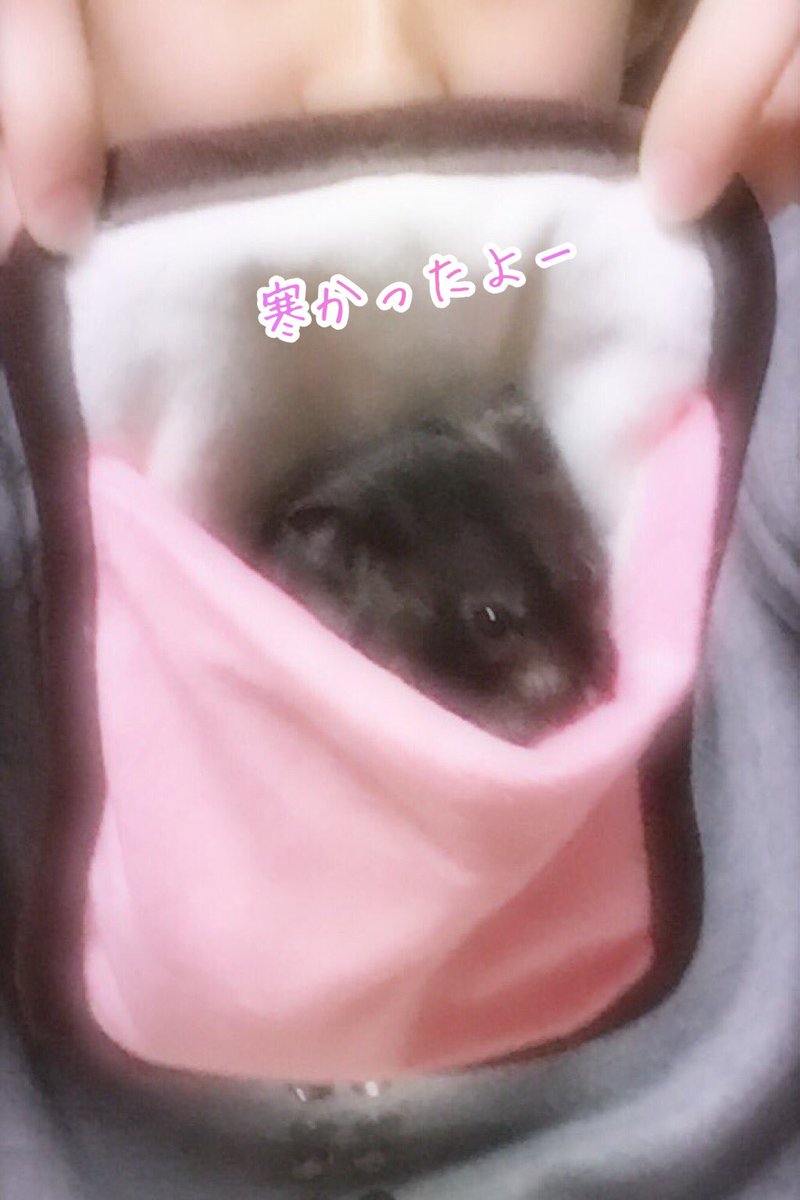 可愛いハムスター