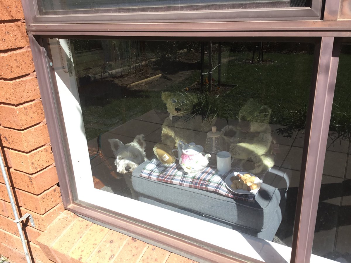 robert_herrick's tweet photo. Someone crashed the #TeaParty in Narrabundah #CBRBearHunt #BearHunt #Canberra https://t.co/a5rlGBElcE