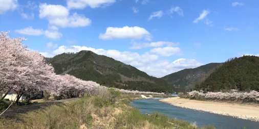 furukawashiko's tweet photo. こんにちは☀️土日と暖かい日が続き、本社のある地域でも #桜が満開 です🌸本社の前を流れる板取川沿いの通りは桜並木が続いています。もう少し奥まで行くと、川を挟んで両側に #桜並木 春の景色に癒されますね🚗自然豊かな #古川紙工 本社より🙂🌸 #美濃和紙 https://t.co/B49iOeNaNv