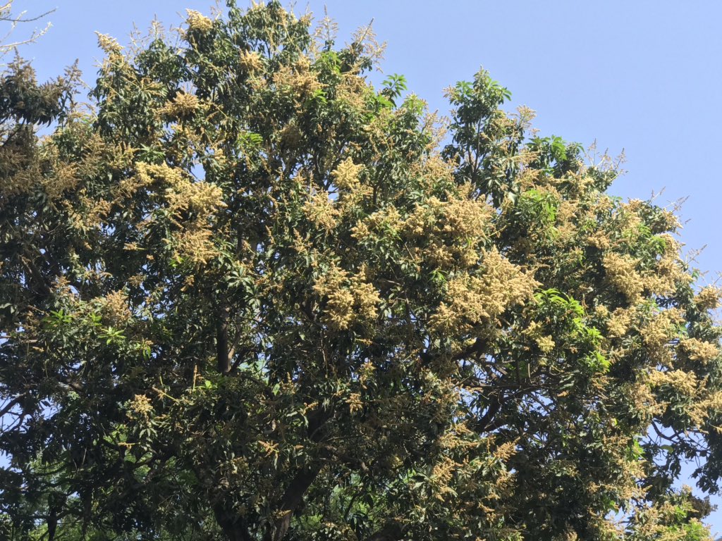 Mango tree in full bloom