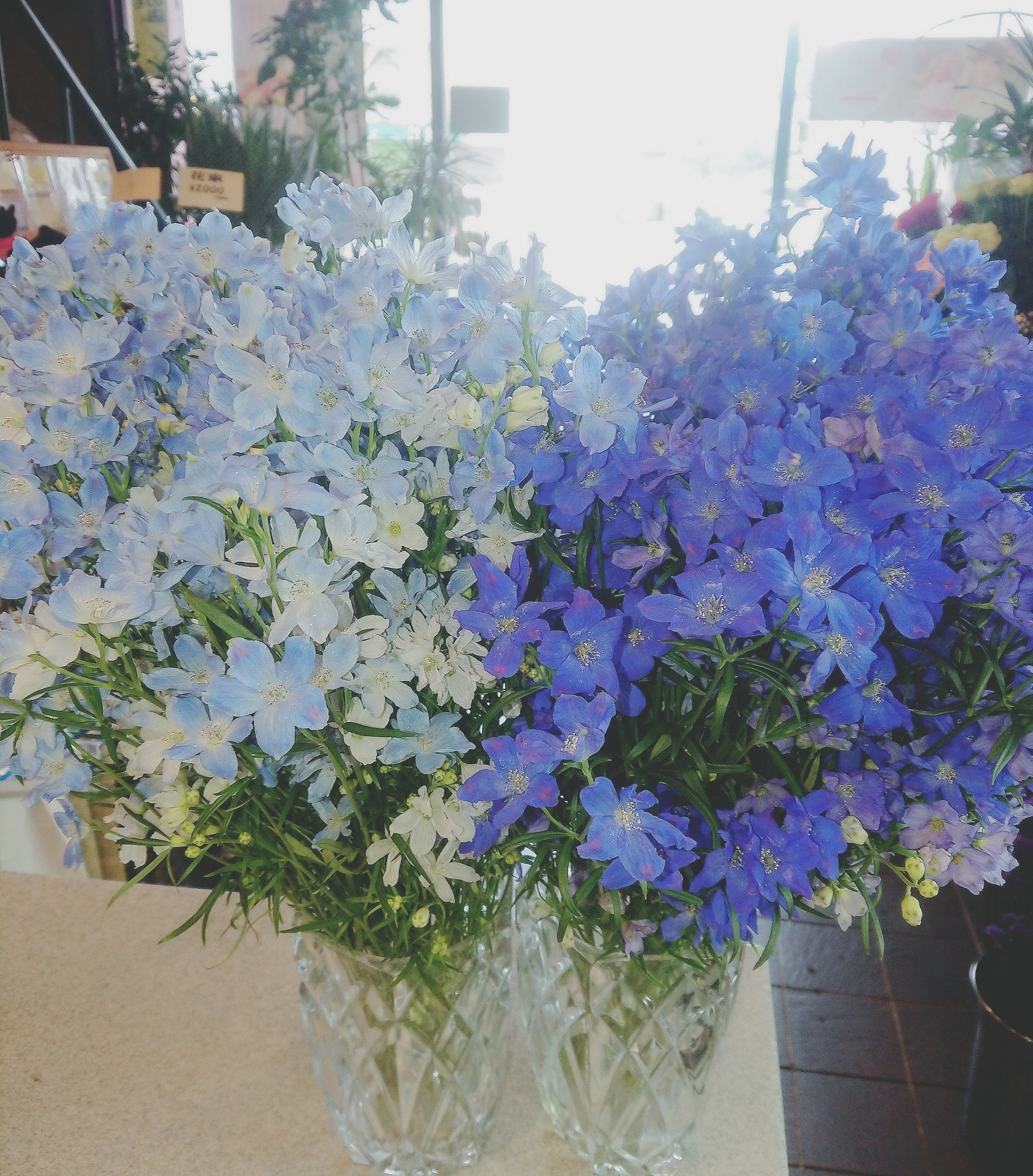 みどりや店長 仙台花屋 店長の気まぐれお花紹介 W O デルフィニウム スプレー咲き O 彡 花言葉は 幸福を振りまく 清明etc お花屋さんでは 自然色ブルーの代表 みたいなお花です 他にも色々あるのはあるけど 青系と言われると大体