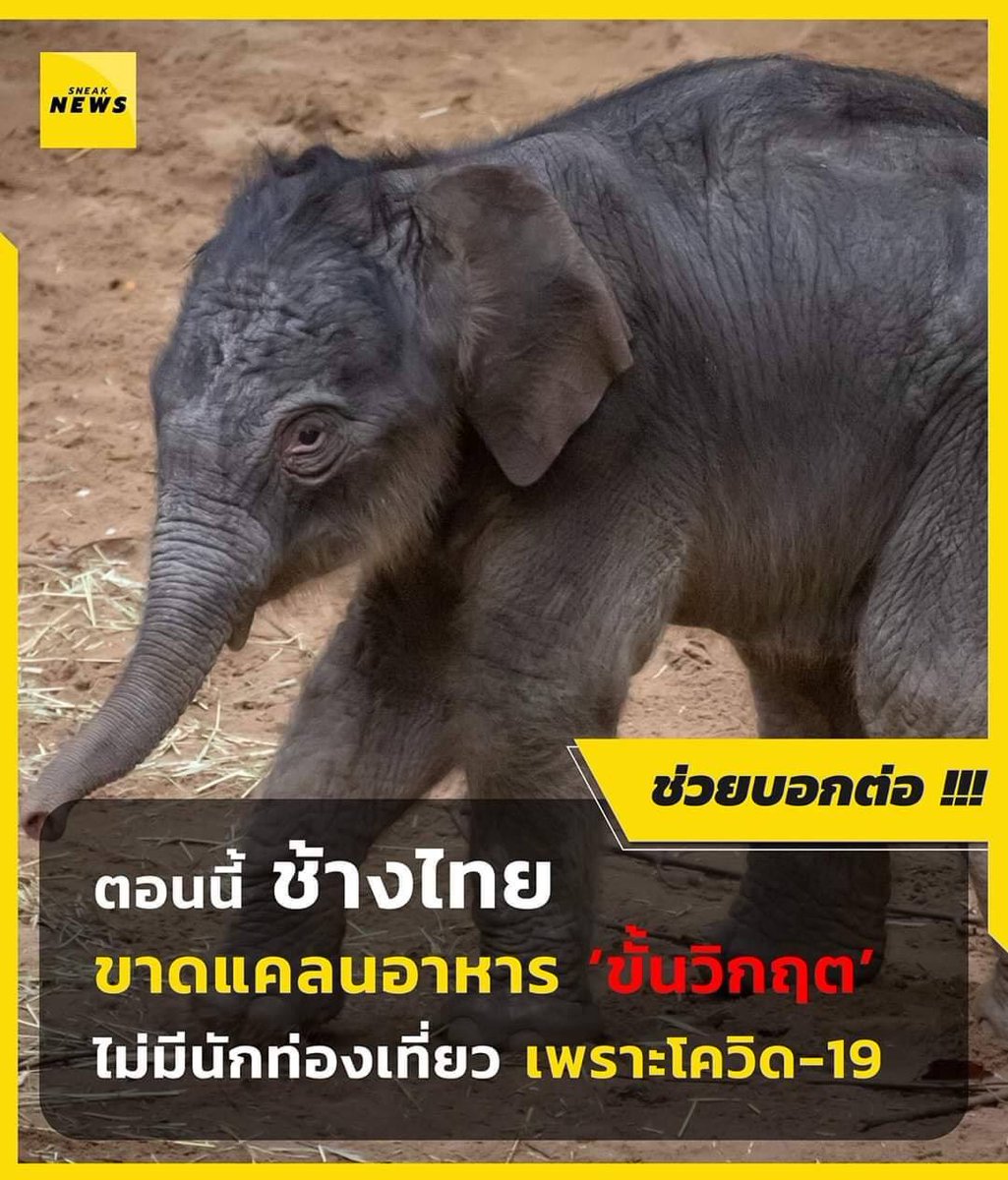 sutiฯ tweet media