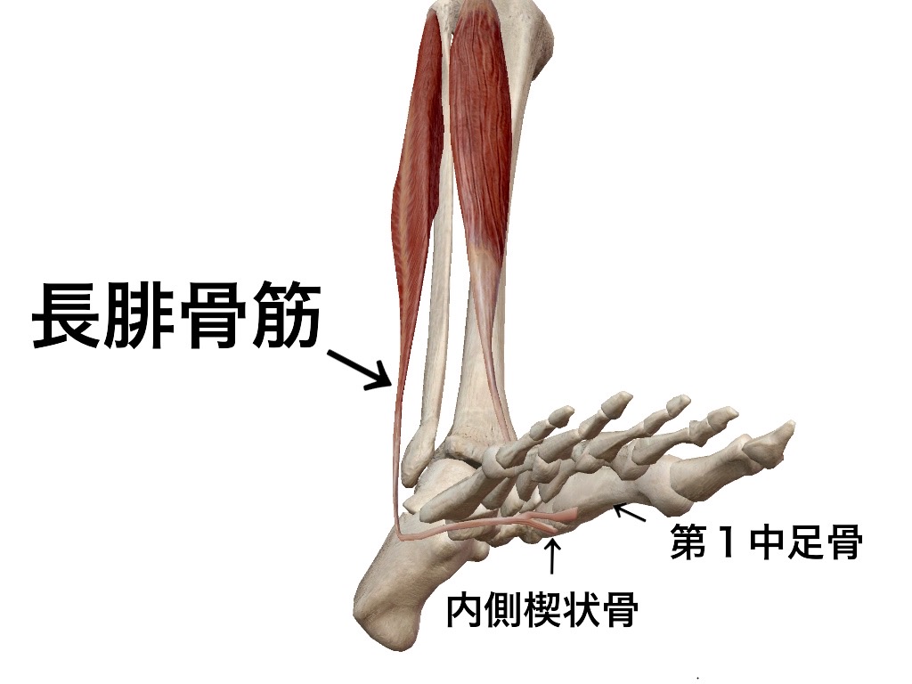 一社 日本治療家研究所 Prt療法 思いっきり解剖学 長腓骨筋 長腓骨筋は足のアーチを補助する筋肉の中でもかなり重要な役割を果たすのですが 内側縦アーチ 横アーチに加え外側縦アーチにも関係するので 長腓骨筋が機能しなくなってしまうと足に重大な