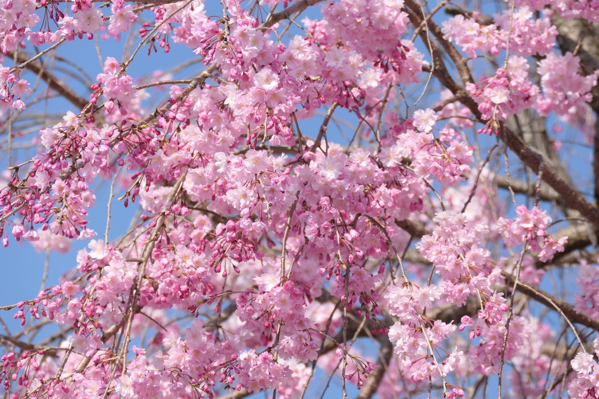 京都今これ 左京区の半木の道 なからぎのみち の桜が咲きだし見頃の桜もありました 北大路から北山までの約８００ｍに約70本の八重紅しだれが咲きますが北山側は蕾が多いです 京都府立植物園は4月12日まで臨時休園で駐車場も利用出来ません