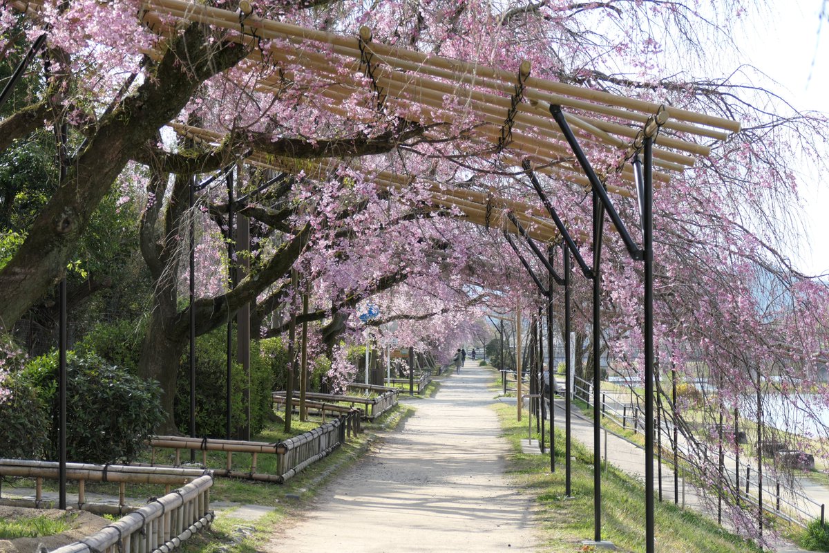 京都今これ 左京区の半木の道 なからぎのみち の桜が咲きだし見頃の桜もありました 北大路から北山までの約８００ｍに約70本の八重紅しだれが咲きますが北山側は蕾が多いです 京都府立植物園は4月12日まで臨時休園で駐車場も利用出来ません