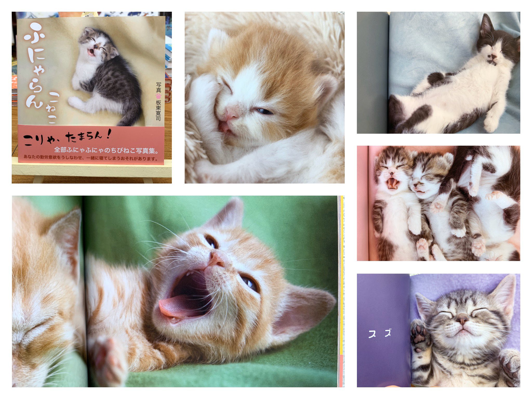子猫写真集 Twitter Search Twitter