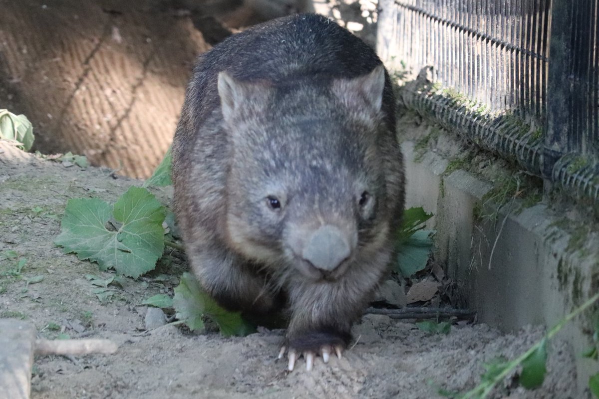 かんなづき Japanesesquirrel ベネットアカクビワラビー 埼玉こども動物自然公園 コモンウォンバット 茶臼山動物園 タスマニアデビル 多摩動物公園 オセニア かんなづき Japanesesquirrel ベネットアカクビワラビー 埼玉こども動物自然公園 コモンウォンバット 茶臼山動物園 タスマニアデビル 多摩動物公園 オセニア