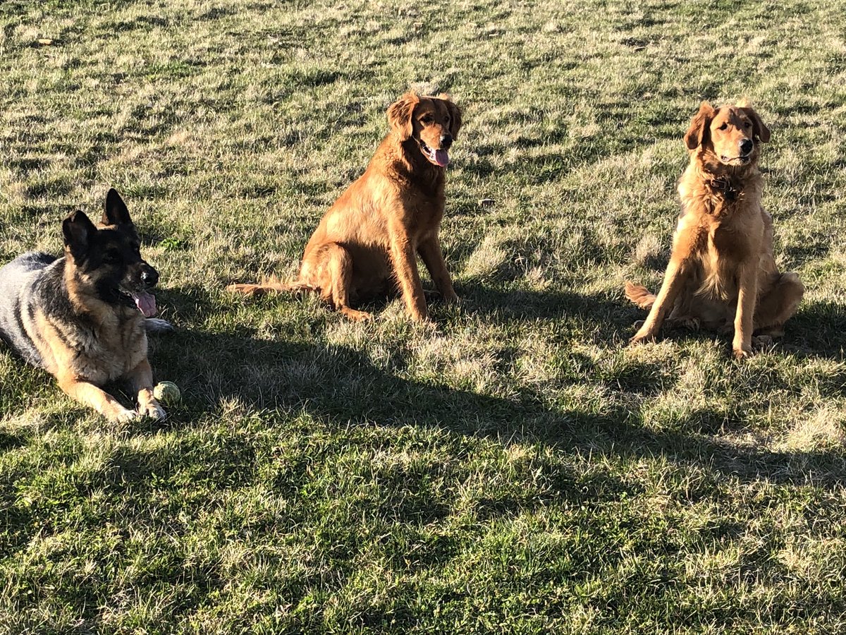 fergs14's tweet photo. Happy To be Physically Distancing with These Three 😉👍 https://t.co/wGVaNja3o4