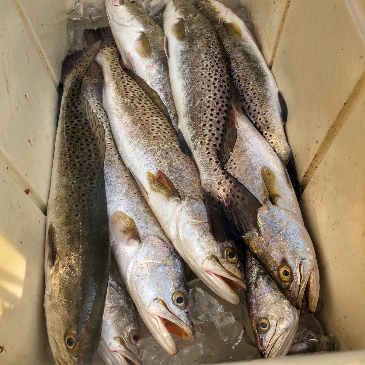LoneStarSalt's tweet photo. Between rainy weather, shelter-in-place orders and closed boat ramps, relatively few Texas bay fishermen made it out this weekend. However, those that did have been reporting excellent catches of both specks and reds. 

#speckledtrout #redfish #saltwaterfishing #lonestarsalt https://t.co/eGdU1LBS8X