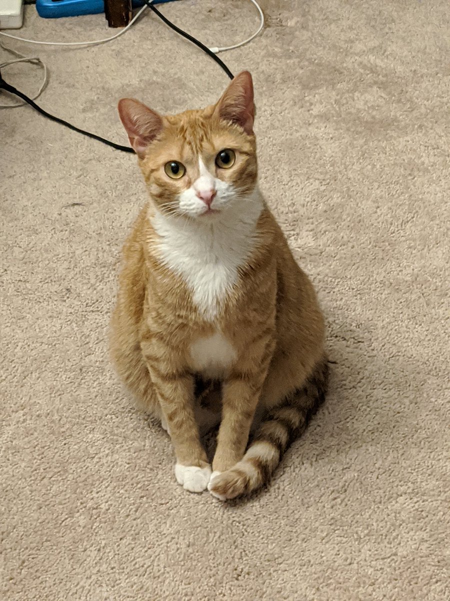 sarge_the_kitty's tweet photo. what yuo loking at ? https://t.co/xagfIbro0v