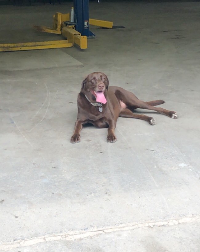 patvibbard's tweet photo. @TerryHillsMaint @DogsOfTurf Sophie is 6 https://t.co/HHaklk3s2f