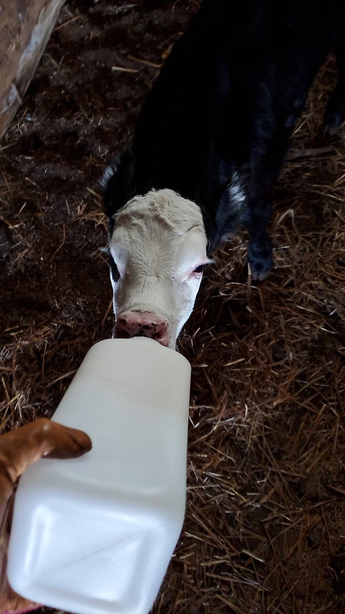 Meet Bo! He was born a twin 2 days ago, but his mom wasn't producing enough milk, so he got a new mom, me! 

He has quickly learned how to drink from the bottle and is loving his new spacious home!