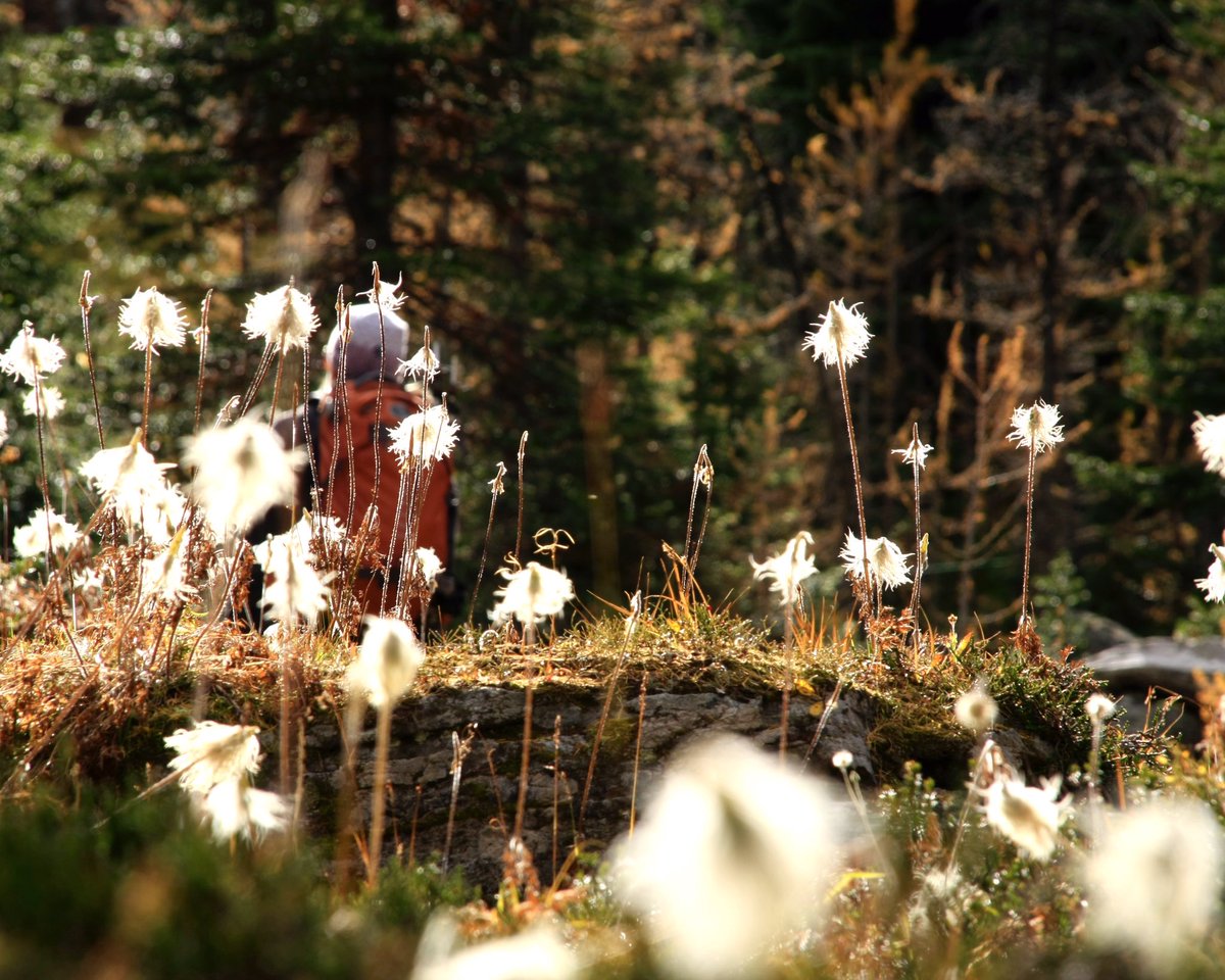 interpguides's tweet photo. 🍂Virtual Forest Therapy April 14 &amp; 16🍂
-
Register at https://t.co/JFmrbERoIt
-
Join IGA Master Interpreter and Forest Therapy practitioner virtually on April 14 for an informative evening talk and/or April 16 for a virtual walk. https://t.co/H6AdJSuTSo