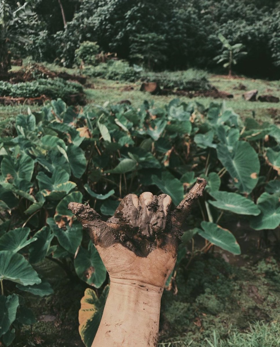 Located in Oahu, Ulupo Heiau is an ancient area that served as a religious site where native Hawaiians came for bountiful harvests, and where they celebrated successes in war.

▫️@keishvbea ▫️

#OlaProperties #VisitOahu #ILoveOahu #VisitTheIslands #ExploreHawaii #UlupoHeiau