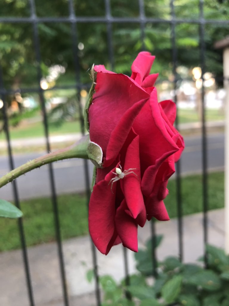 Fërnando Ponce tweet media