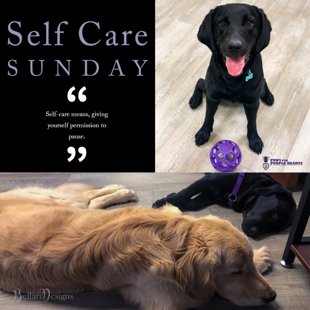 Paws4Sa's tweet photo. Whether it's taking a nap or playing with your favorite ball we encourage everybody to take some time to decompress. What are y'all doing with your Self-Care Sunday? #pawsforpurplehearts #nonprofit #servicedogintraining #pphnoah #pphsergeant #pphriley #selfcaresunday https://t.co/JIhAGiUo7p